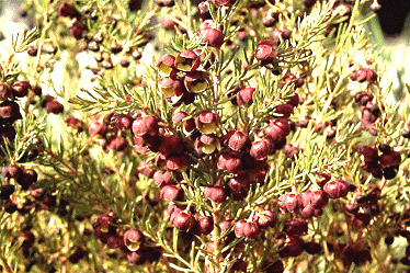 Aroma From Boronia