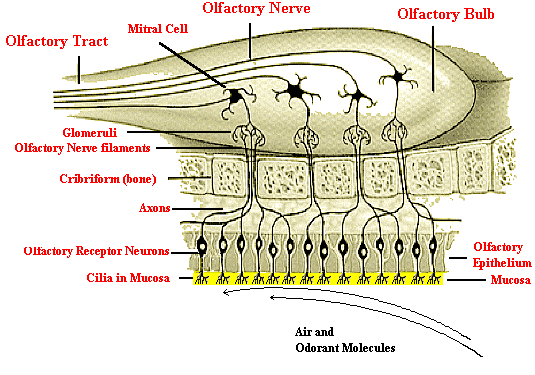 olfactory nerve filaments